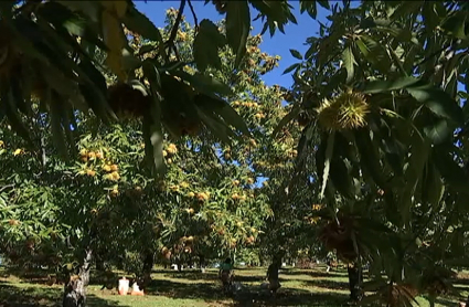Campo de castaños