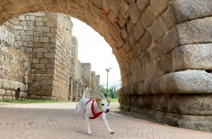 Pipper en Mérida