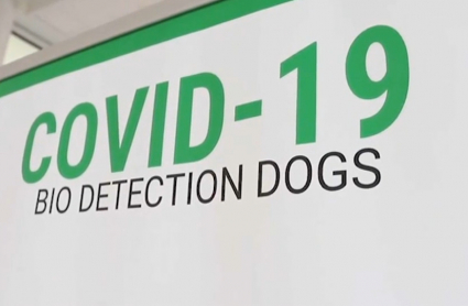 Los perros son adiestrados para detectar el covid por el olor