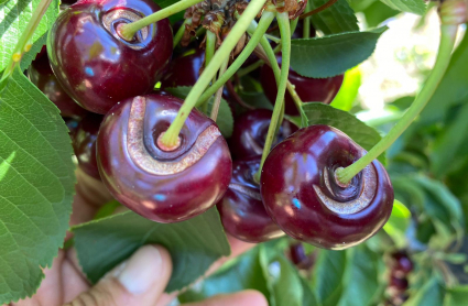 Cerezas dañadas en el Jerte tras las últimas lluvias