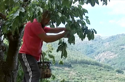 recogida de cereza en el valle del Jerte