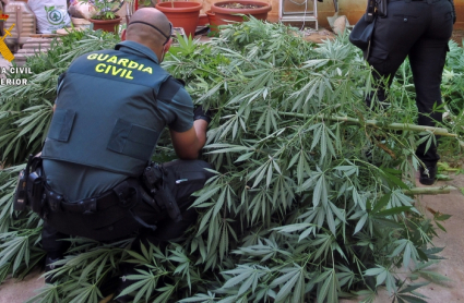 Guardia Civil incautando una plantación de marihuana en Olivenza