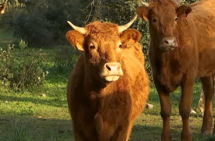 Animales en el campo extremeño