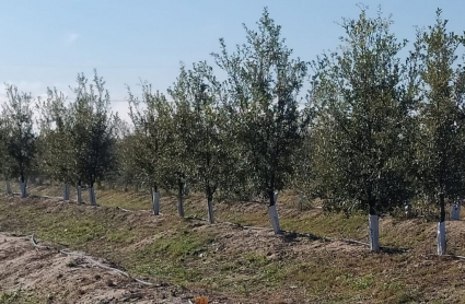 Plantación de Saucedilla donde se está investigando en la producción precoz de bellotas