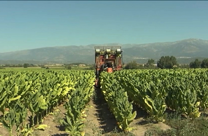 Plantación de tabaco  en la comarca de La Vera