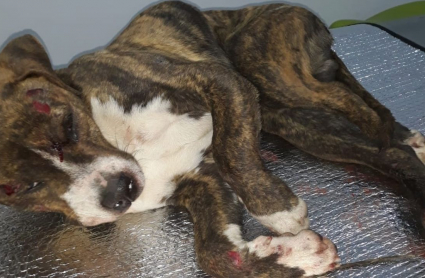 El animal presenta múltiples fracturas y necesita ser intervenido quirúrgicamente