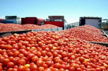 Recolección de tomate de Vegas Bajas
