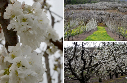 Imágenes de la floración en el Valle del Jerte