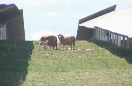 Ovejas pastando en la planta fotovoltaica de Hinojosa del Valle