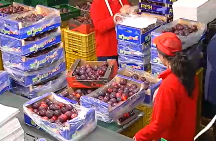 Producción en una central hortofrutícola de la región