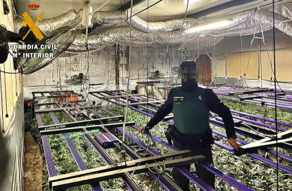 Una de las plantaciones incautadas en la Operación 'Golden River'