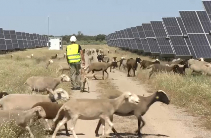 Ovejas pastando en la planta fotovoltaica de Talayuela