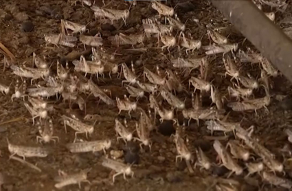 Las langostas han arrasado varias explotaciones en La Serena
