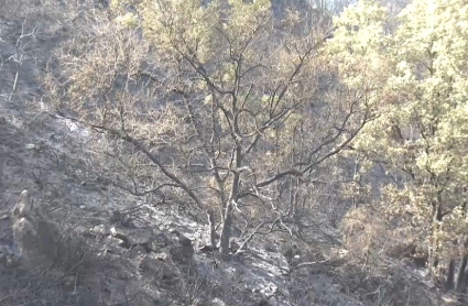 Incendio en un robledal de Hervás