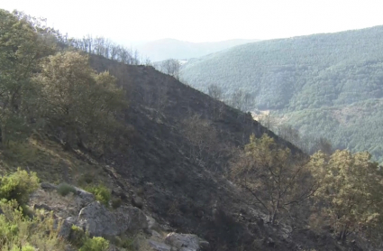 Monte arrasado en Hervás