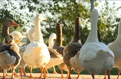Ocas y gansos en el parque del río de Mérida