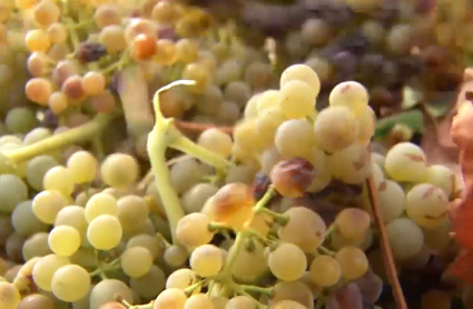 Uva extremeña