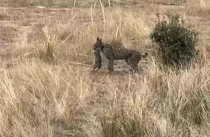 Lince atrapa a un conejo