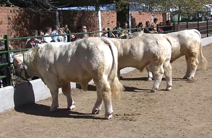 Feria de Zafra