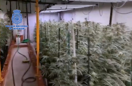 Marihuana en Plasencia