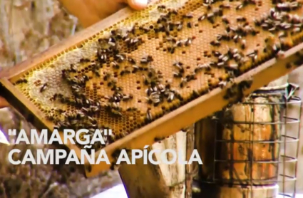 Campaña apícola