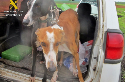 Caza furtiva con galgos