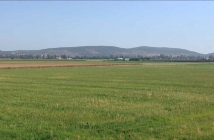 Campos de arroz