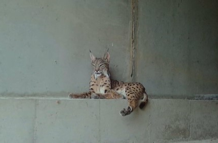 Lince viajero