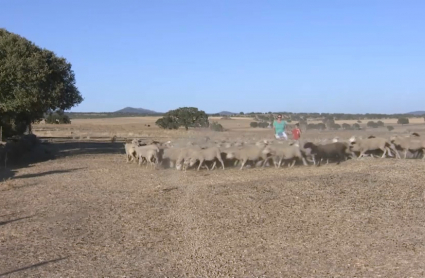 Sequía en el campo