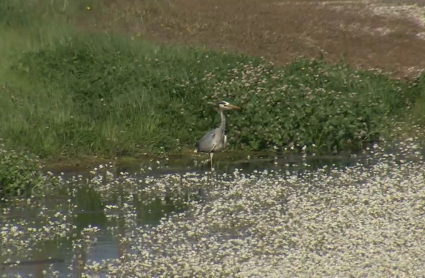 Charca en Malpartida de Cáceres