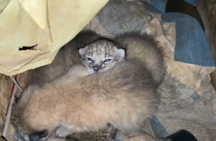 Crías de lince recién nacidas en una casa de campo habitada de Extremadura