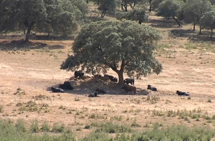 Sequía en Extremadura
