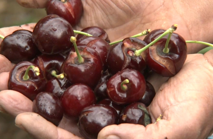 Cerezas agrietadas por la lluvia en el Valle del Jerte