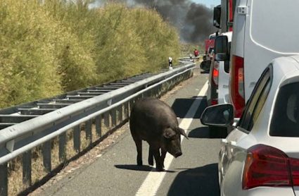 Cerdos por la carretera