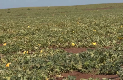 Melones en Extremadura