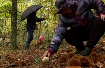 Recogida de setas en el Otoño Mágico