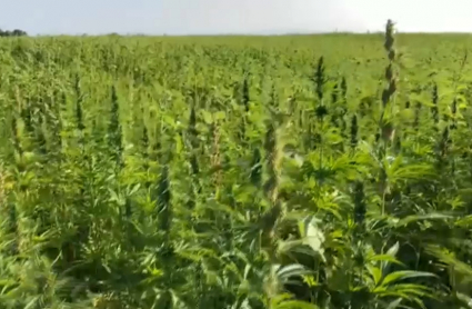 Cultivo de cáñamo