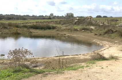 Denuncian envenenamiento de perros en Casar de Cáceres