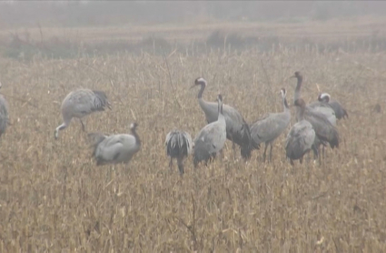 Grullas en Extremadura