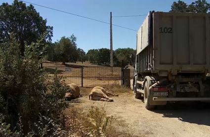Más de 2.000 vacas murieron a causa del virus en Extremadura