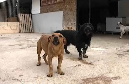 Perros