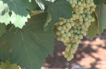 El plazo para asegurar la próxima campaña de uva de vino a través de las modalidades que incluyen cobertura frente a las heladas y la protección frente a los daños por pedrisco, lluvia o inundación, entre otros, termina este lunes, 25 de marzo, según ha informado Agroseguro.