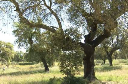 Buenas expectativas en la campaña del corcho