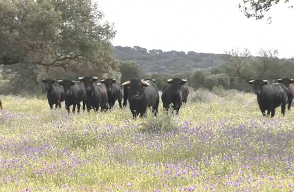 Toros en Táliga