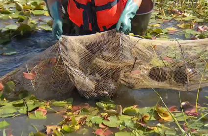 Retirada de tortugas de Florida