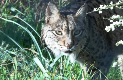 Lince ibérico